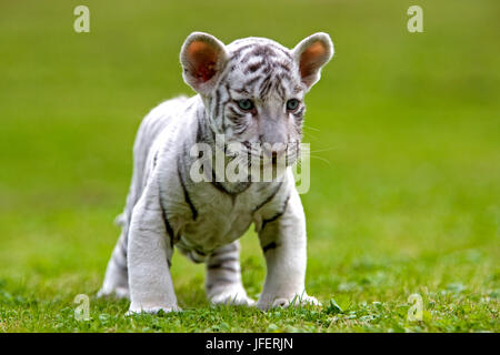 Weiße Tiger, Panthera Tigris, Cub Stockfoto