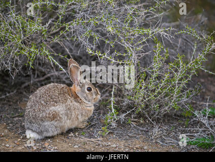 Wüste Cottontail Kaninchen (Sylvilagus Audubonii), Fütterung auf Salbei Pinsel, Wyoming, USA Stockfoto