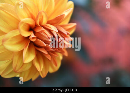 Blühende Orange Chrysanthemum hautnah Stockfoto