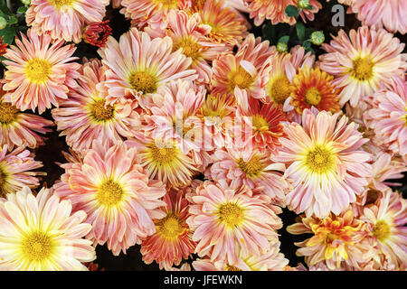 Gerbera Blumen als Hintergrund Stockfoto