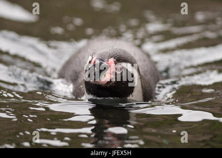 Peruanische Pinguin Stockfoto