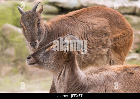 Himalayan Tahr. Stockfoto