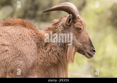 Mähnenspringer Stockfoto
