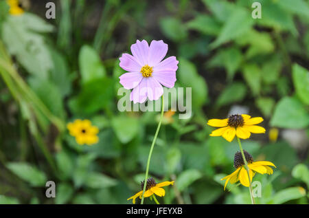 Cosmos Bipinnatus rosa Blume, gemeinhin als der Garten Kosmos oder mexikanische Aster, Nahaufnahme Stockfoto