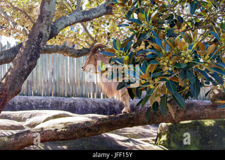 Eine Bergziege stehend in einem Baum an der Taronga Zoo, Australien Stockfoto
