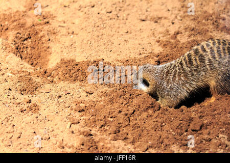 Erdmännchen Graben im Sand Taronga Zoo in Australien Stockfoto