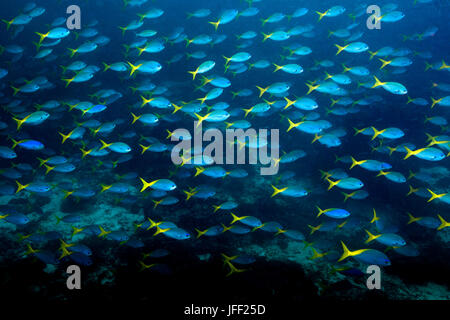 Blau und gelb Fusiliers (Caesio Xanthonota) streaming öffnen über Wasser, Raja Ampat, Indonesien. Stockfoto