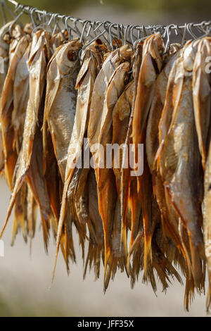 getrockneter Fisch am Seil Stockfoto