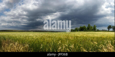 Reifende Weizenfeld Panorama Stockfoto