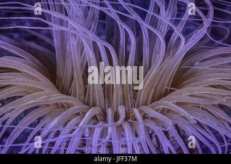 Schließen Sie herauf Bild von fluoreszierenden Tentakeln eine Rohr-Anemone. Lembeh Straße, Indonesien. Stockfoto