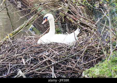 Höckerschwan auf Nest mit Eiern. Stockfoto