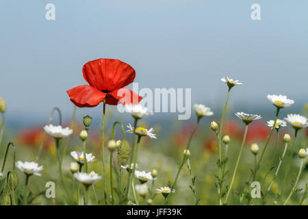 Field of poppies and daisies Stockfoto