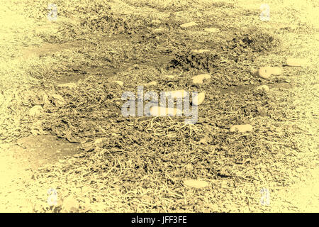 Feld mit gelben Squash in Israel. Stockfoto