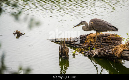 Great Blue Heron Profil Schuss. Stockfoto