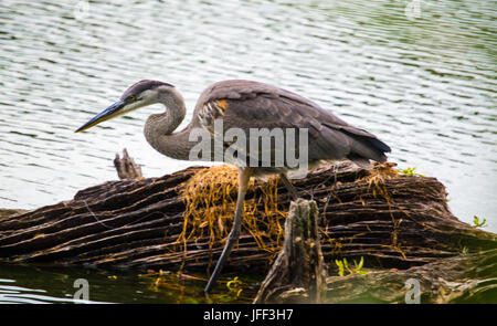 Great Blue Heron Profil Schuss. Stockfoto
