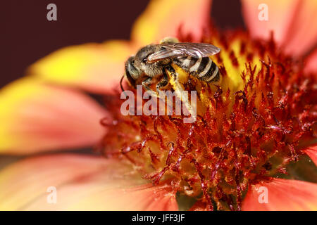 Biene sammelt Pollen aus Blumen Stockfoto