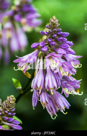 Hosta Blumen, Nahaufnahme Blume wunderschöne Blüten Flower Bokeh, Hostablüte Stockfoto