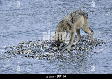 Wolf beobachtet Grizzly Bär/Canis lupus Stockfoto