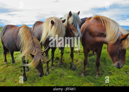 Vier Islandpferde Stockfoto