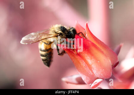 Honigbiene auf rosa Blume (Makro) Stockfoto