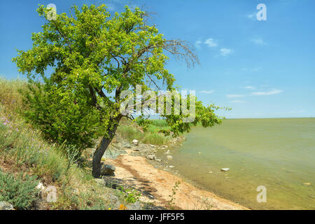 Ufer des Sees Sinoe wo steht die alten Ruinen der Stadt Histria, Rumänien Stockfoto