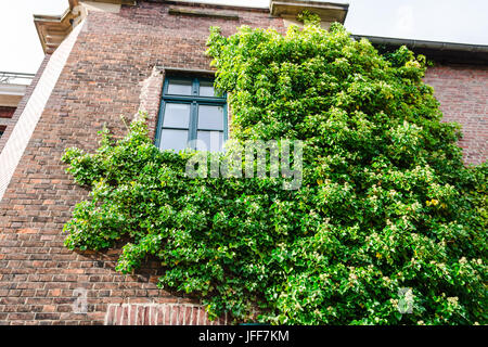 Ivy Vegetation auf einer Hauswand. Stockfoto