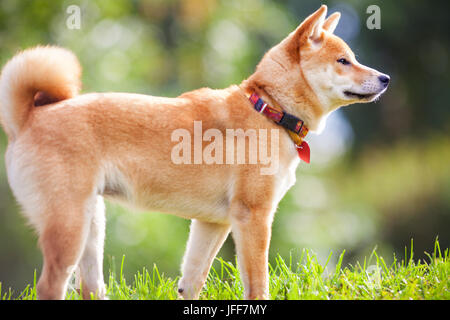 Ein junger Shiba Inu im grünen Garten. Stockfoto