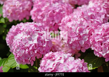 Hortensien Stockfoto