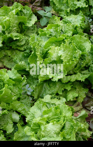 Nahaufnahme von frischen grünen Salat in einem Garten Stockfoto