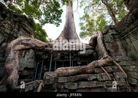 Baumwurzeln engulfing Steinmauern an der Ta Prohm Tempel, Provinz Siem Reap, Kambodscha Stockfoto