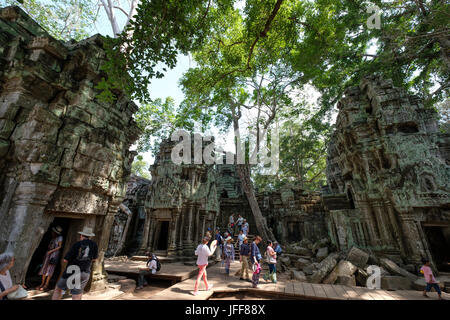 Ta Prohm Tempel, Provinz Siem Reap, Kambodscha Stockfoto