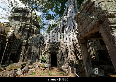 Baumwurzeln engulfing Steinmauern an der Ta Prohm Tempel, Provinz Siem Reap, Kambodscha Stockfoto