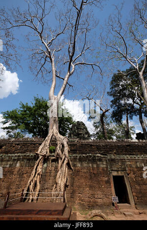 Baumwurzeln engulfing Steinmauern an der Ta Prohm Tempel, Provinz Siem Reap, Kambodscha Stockfoto