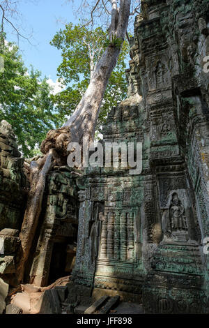 Baumwurzeln engulfing Steinmauern an der Ta Prohm Tempel, Provinz Siem Reap, Kambodscha Stockfoto