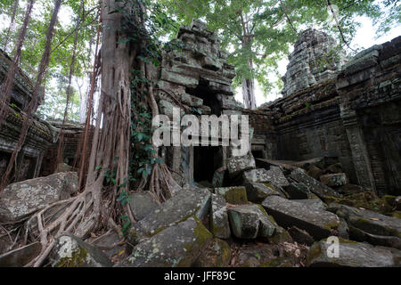 Baumwurzeln engulfing Steinmauern an der Ta Prohm Tempel, Provinz Siem Reap, Kambodscha Stockfoto