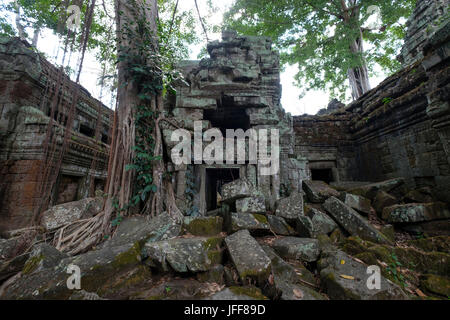 Baumwurzeln engulfing Steinmauern an der Ta Prohm Tempel, Provinz Siem Reap, Kambodscha Stockfoto