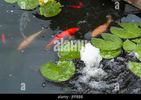 Koi Fische schwimmen im Teich Stockfoto