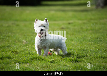 Westie West Highland Terrier laufen Stockfoto