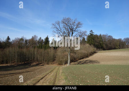 Quercus robur, Deutsche Eiche Stockfoto