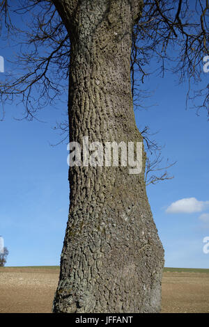 Quercus robur, Stieleiche, Deutsche Eiche Stockfoto