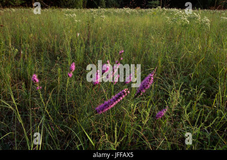 Prärie, Konza Prairie bewahren, Kansas Stockfoto