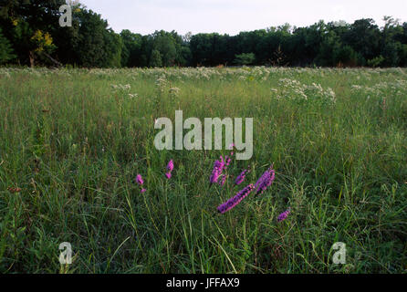 Prärie, Konza Prairie bewahren, Kansas Stockfoto