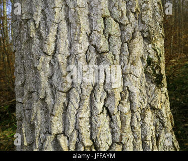 Cottonwood: Pappel; schwarze Pappel; Rinde; Stockfoto