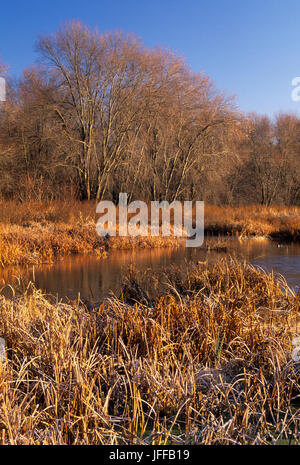 Rohrkolben am oberen Pool entlang Dike Trail, Great Meadows National Wildlife Refuge, Massachusetts Stockfoto