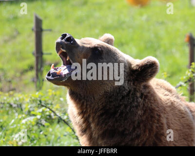 Tierwelt Stockfoto