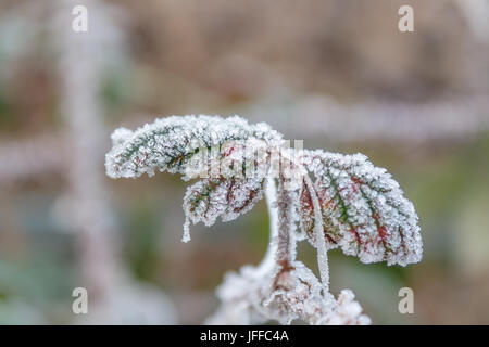 Bramble Blättern bedeckt in frost Stockfoto