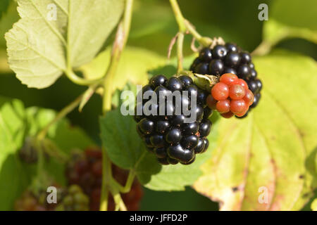 Brombeeren Stockfoto