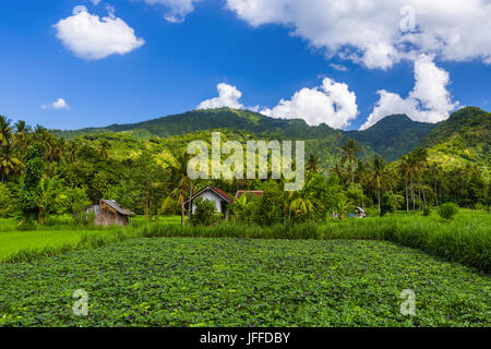 Felder auf der Insel Bali Indonesien Stockfoto