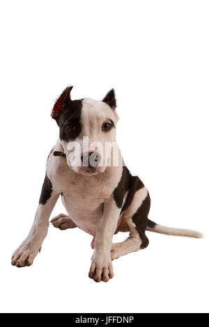 American Staffordshire Terrier Stockfoto