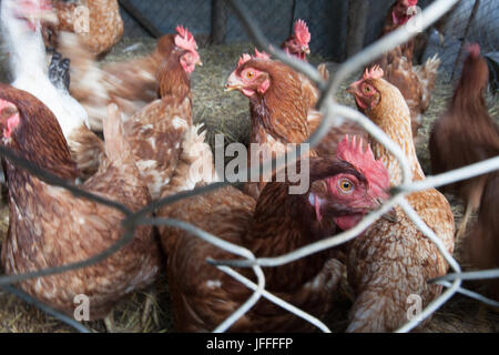 Huhn Stockfoto